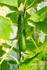 Buy Online F1 Apollo Cucumber Seeds - Plant & Growing Guide