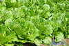 Fresh Chinese Cabbage Seeds: Grow Healthy Greens in Your Garden