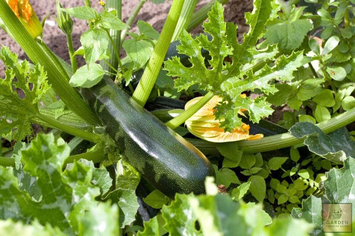 Get Your Hands on Summer Courgette Zucchini Seeds: Grow Fresh Delights