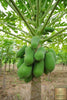 Buy Online F1 718 Hybrid Papaya Fruit Seeds - Exotic Fruits