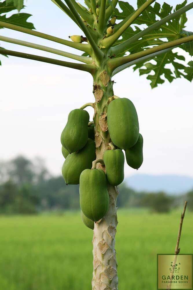 Plant the Goodness with Red Taiwan Papaya Seeds - Buy Now!