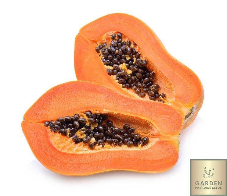 Get Your Red Taiwan Papaya Seeds - Fresh from the Tropics!