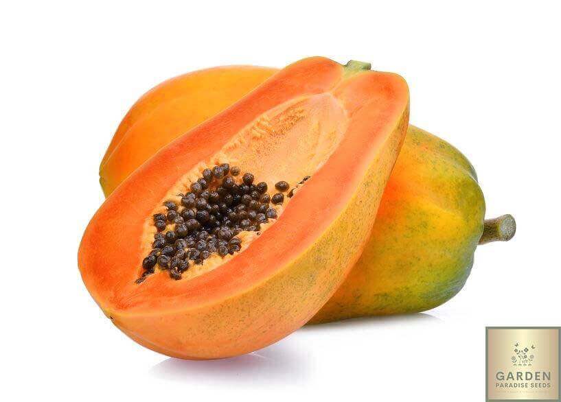 Grow Red Taiwan Papaya - Juicy and Irresistible!