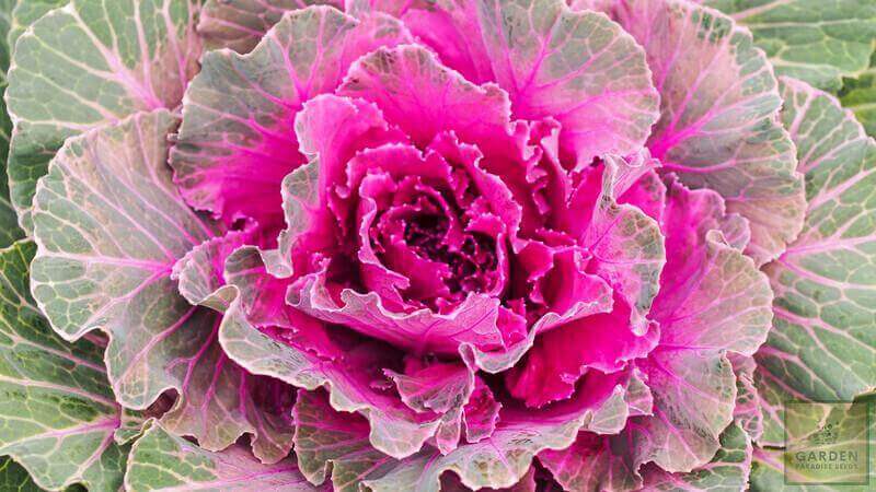 Get Your Pink Kale Seeds Today - Healthy and Beautiful Greens