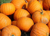 Order Now: Mars Squash Pumpkin Seeds for Your Homegrown Bounty
