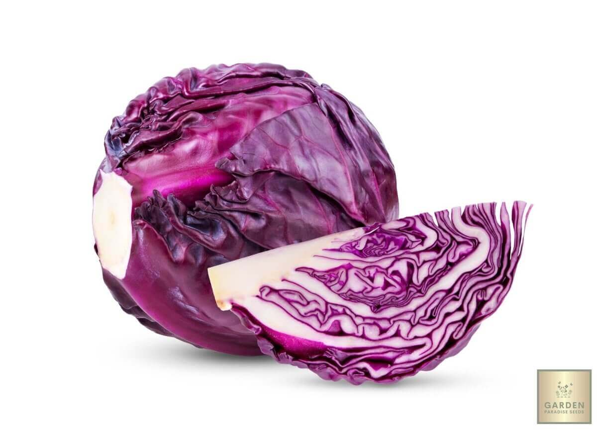 Buy Red Cabbage Seeds Online | Grow Your Own Healthy and Beautiful Red Cabbage