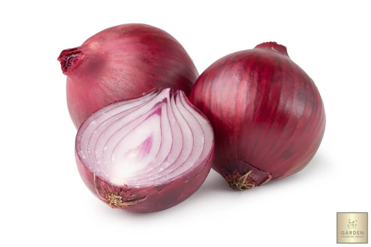Buy Red Onion Seeds Online | Grow Your Own Healthy and Colorful Onions
