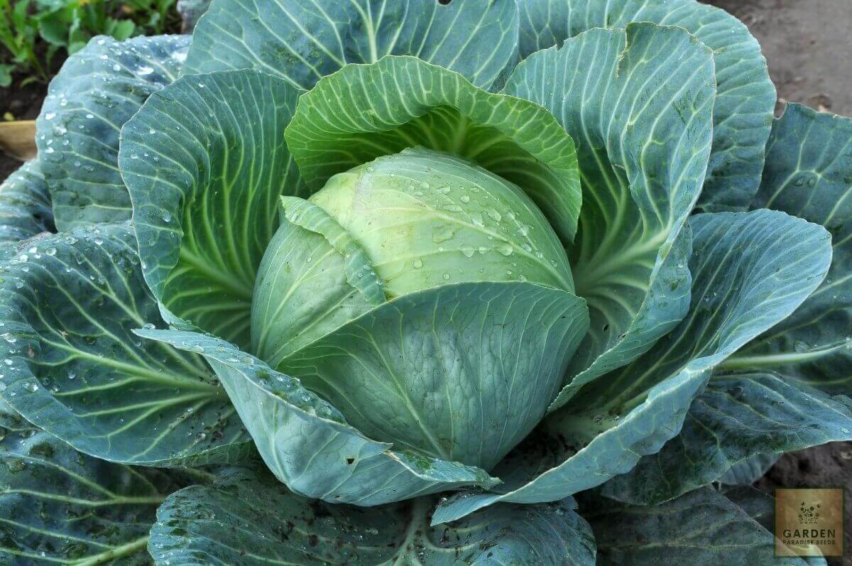 Buy Summer Cabbage Seeds: Fresh Greens for Sunny Days