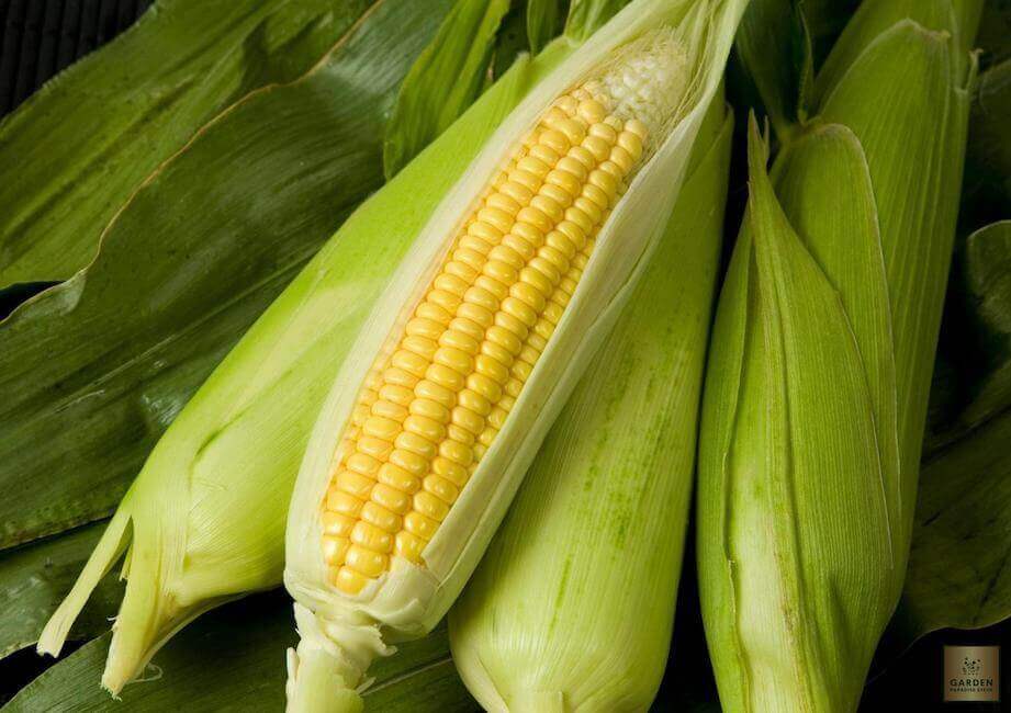 Start Your Garden with Golden Eagle Sweetcorn Seeds | Enjoy Delicious and Sweet Harvests