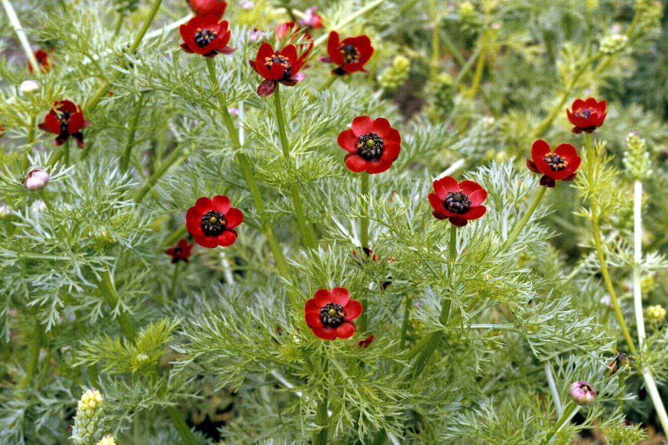 Buy Red Adonis Aestivalis Seeds - Enhance Your Garden 