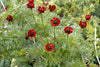 Buy Red Adonis Aestivalis Seeds - Enhance Your Garden 
