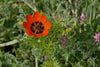 Carregue a imagem no visualizador da Galeria, Blossom with Red Adonis Aestivalis - Get Your Seeds!