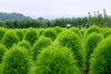 Green Slender Kochia Scoparia Seeds - Embrace the beauty of nature with these stunning green foliage seeds