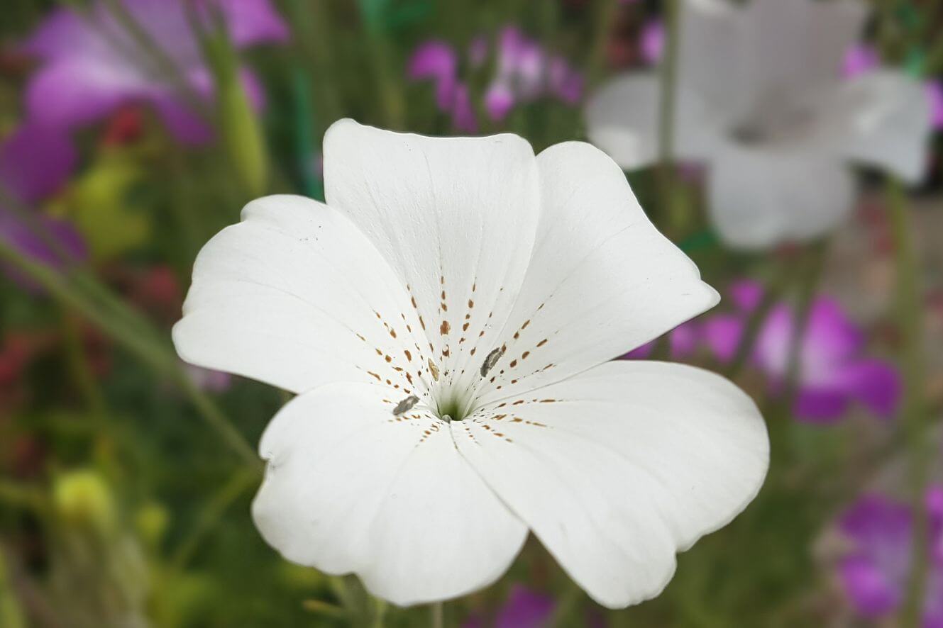 White Common Corn-Cockle Seeds - Grow elegant white flowers for a classic garden look
