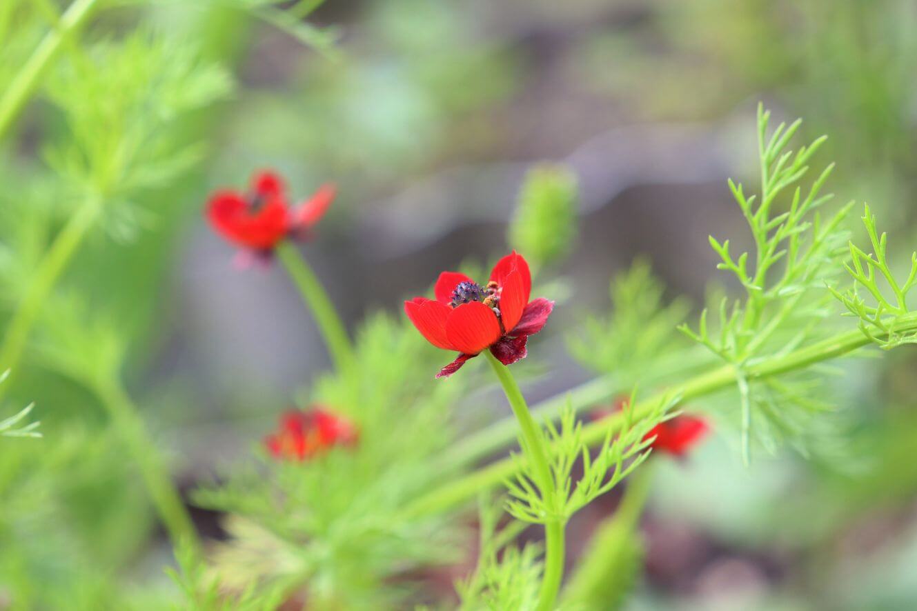 Red Summer Pheasant's Eye Seeds - Cultivate captivating red flowers for a picturesque garden