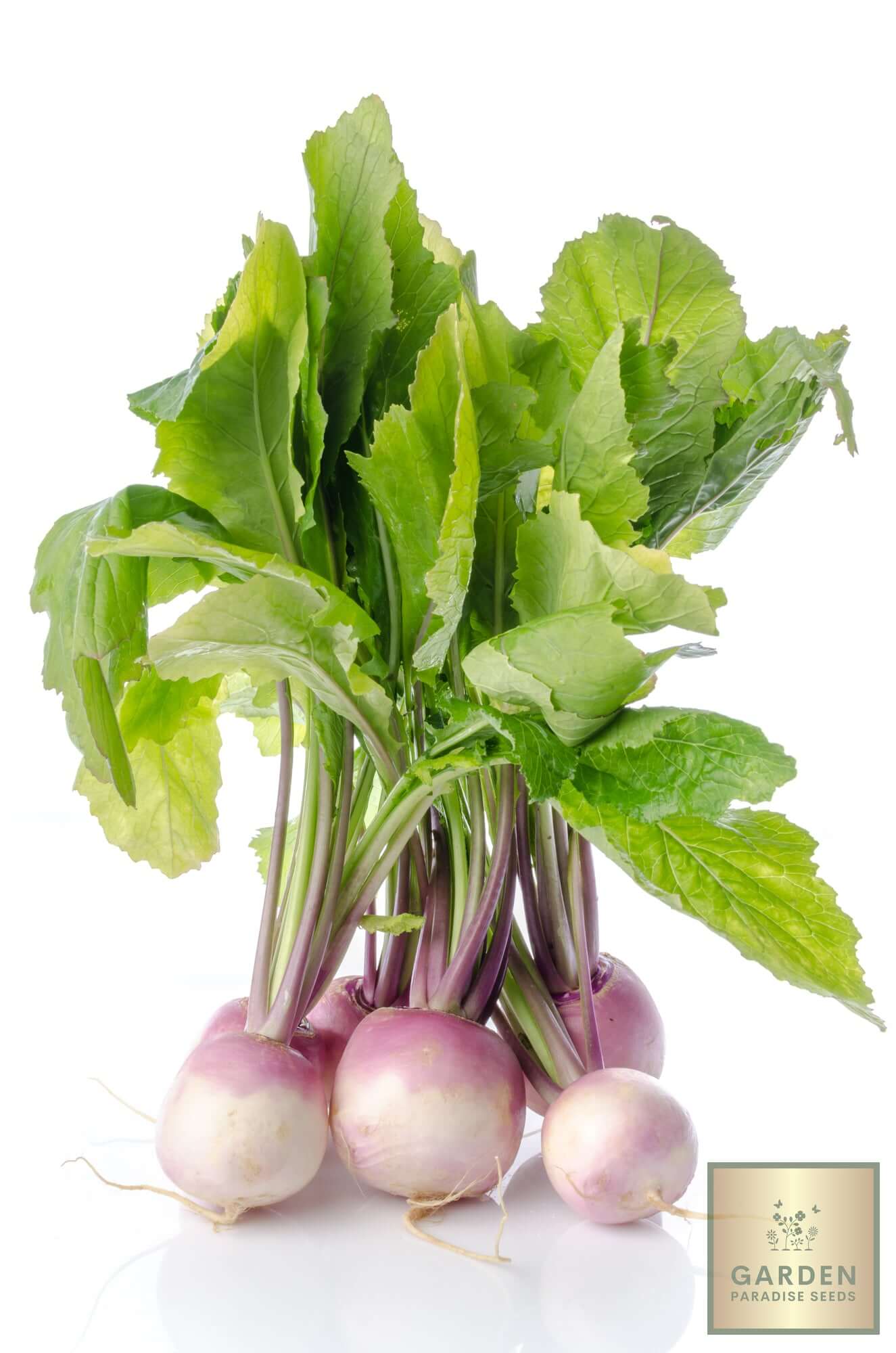 Shop for Purple Turnip Seeds - Add a Pop of Color to Your Meals with this Distinctive Vegetable
