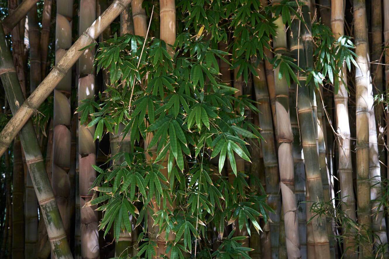 Add elegance to your garden with Dendrocalamus latiflorus seeds. Shop online for high-quality seeds that produce stunning bamboo plants.
