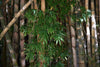 تحميل الصورة في عارض المعرض ، Add elegance to your garden with Dendrocalamus latiflorus seeds. Shop online for high-quality seeds that produce stunning bamboo plants.