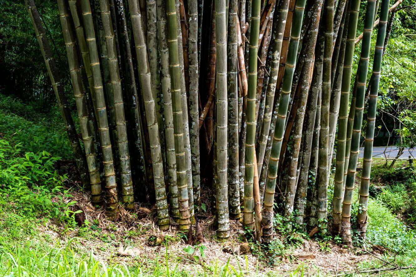 Buy Dendrocalamus latiflorus seeds online and enjoy the beauty of these large, elegant bamboo plants. Shop now for premium quality seeds