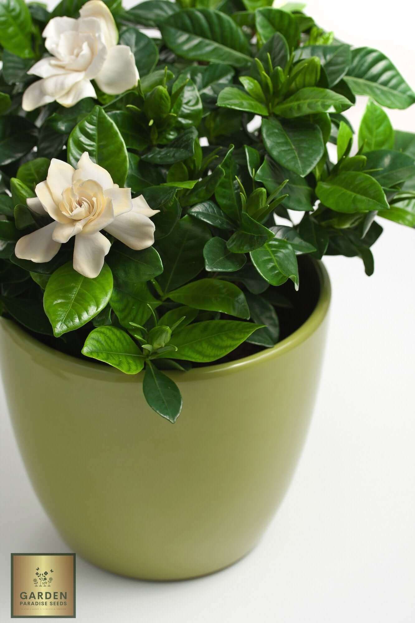 Buy Gardenia Jasminoides Seeds Online | Cultivate Your Own Stunning Gardenia Plants 