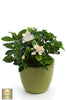 Shop for Top-Quality Gardenia Jasminoides Seeds | Enhance Your Garden with Lush and Exquisite Varieties