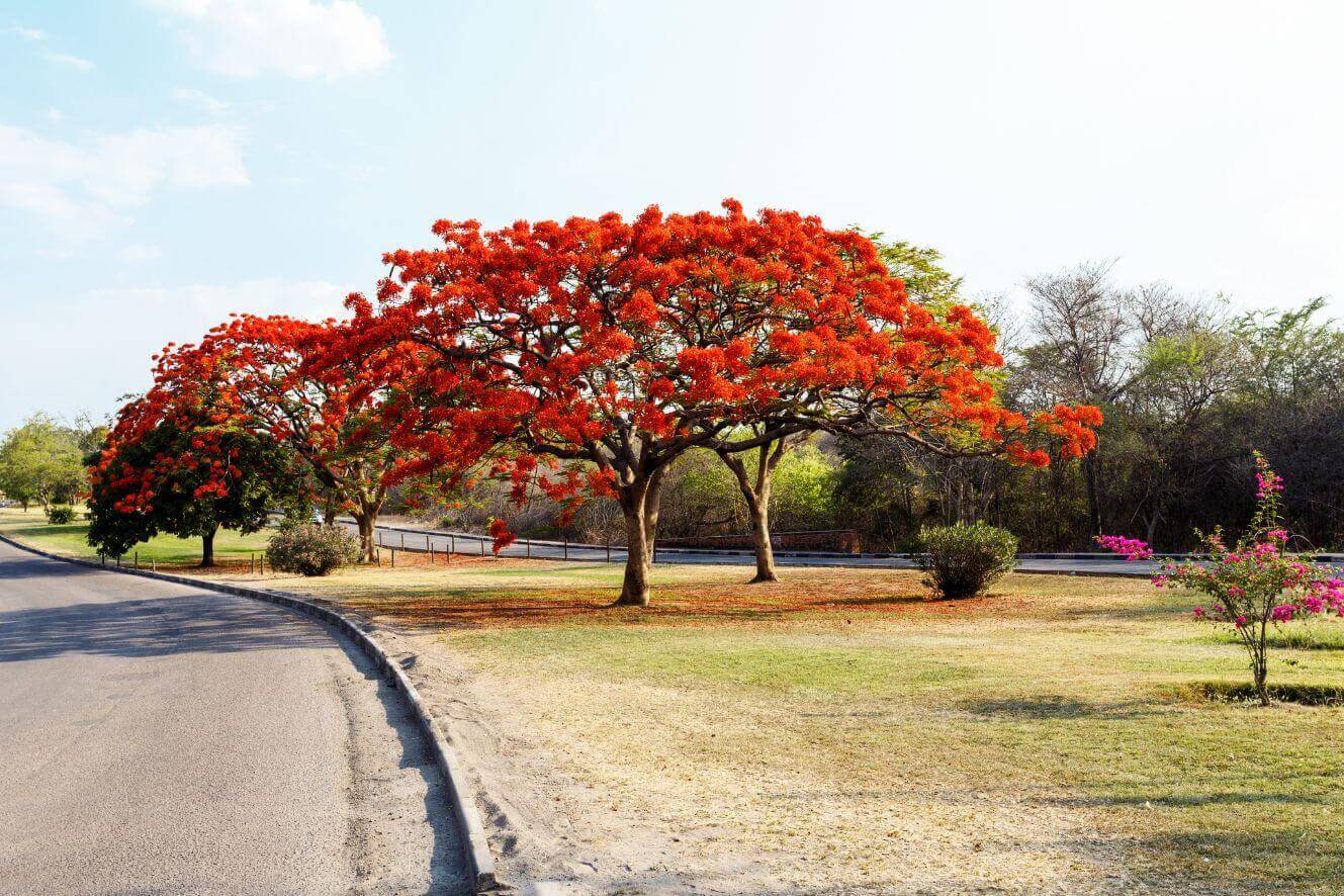 hop for Flamboyant Tree Seeds - Delonix regia - Create a Colorful Landscape