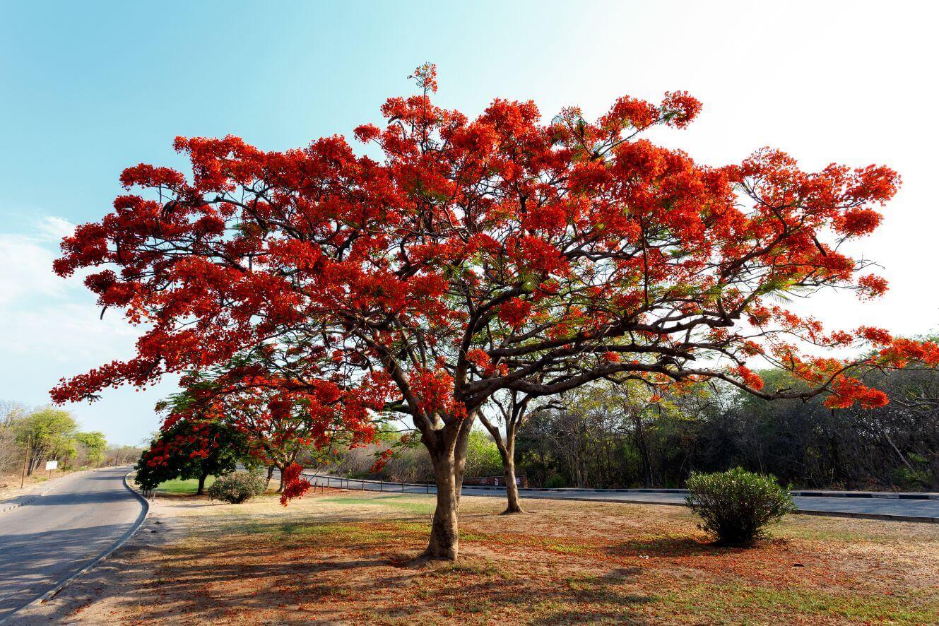 Buy Delonix regia Seeds Online - Grow Stunning Flamboyant Trees
