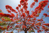 Carica l&#39;immagine nel visualizzatore Galleria, Shop Now for Delonix Regia Seeds - Add a Touch of Tropical Beauty to Your Garden