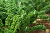 Buy Green Kale Seeds - Garden brilliance!