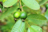 Ladda in bild i Galleri Viewer, Shop for Top-Quality Osidium Guajavana Seeds | Guava Varieties Available 