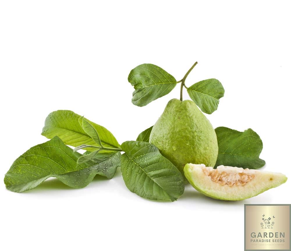 Buy Guava Seeds Online | Enhance Your Garden with High-Quality Psidium Guajava