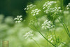 Bild in Galerie-Viewer laden,  Buy Anise Seeds - Aromatic Herb for Your Garden