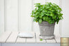 Carica l&#39;immagine nel visualizzatore Galleria, Shop for Lemon Balm Seeds - Enhance Your Garden with this Delightful Herb