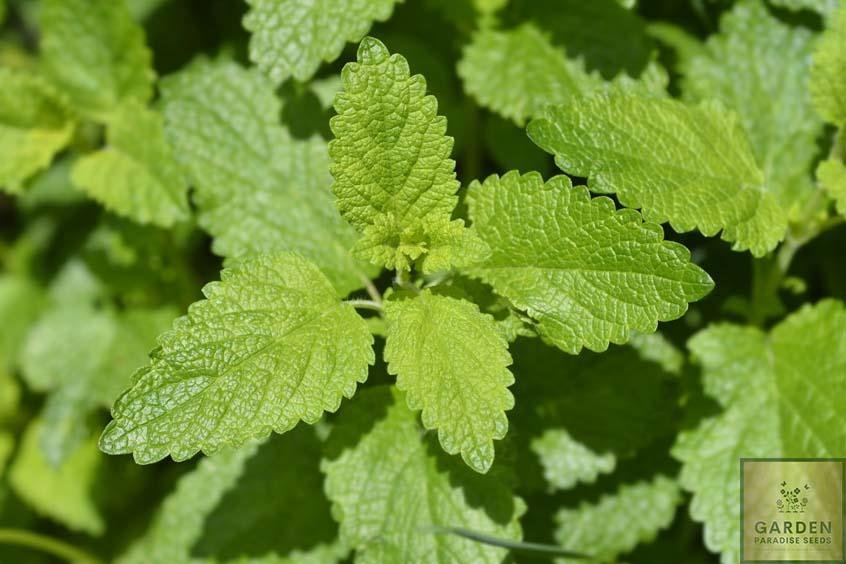 Start Your Garden with Lemon Balm Seeds - Enjoy the Citrusy Aroma of this Versatile Herb 