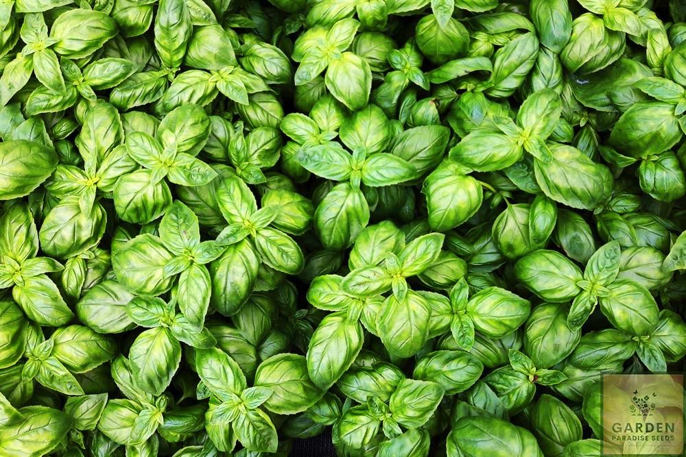 Buy Italian Herb Basil Classic Elevate Your Culinary Creations