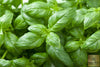 Unlock the Gusto: Get Herb Basil Gustosa Seeds for Bold and Savory Herb Gardens