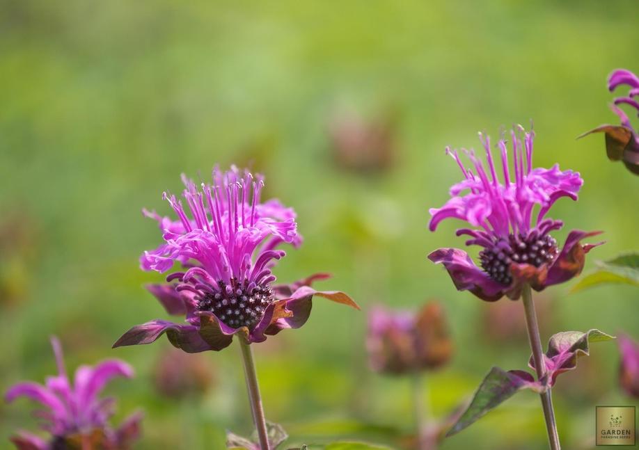 Get Bergamot Lemon Seeds - Taste the Freshness!