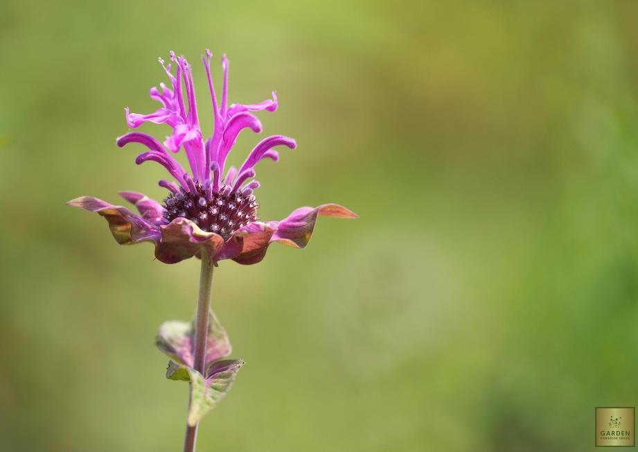 Buy Bergamot Lemon Seeds - Enjoy Homegrown Citrus!