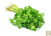 Buy Thai Big Leaf Coriander Seeds - Grow Your Own Flavorful Herb Garden