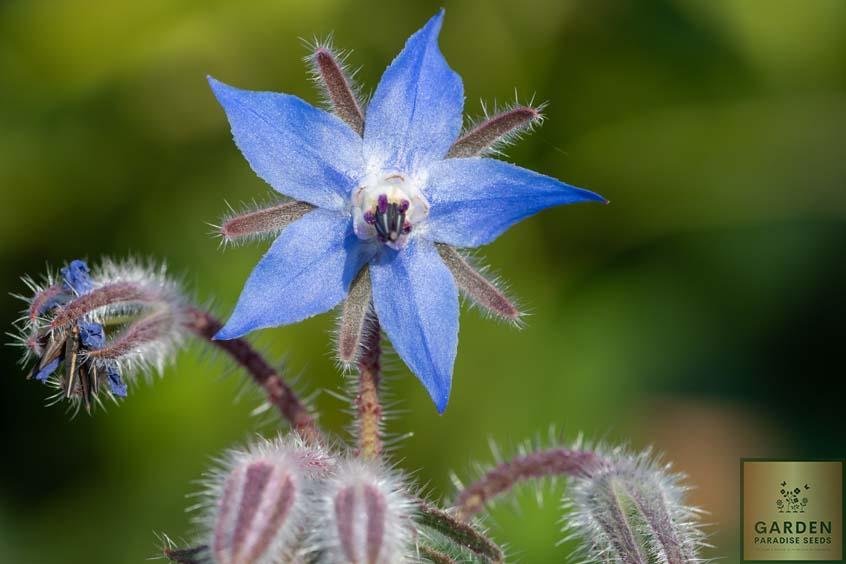 Shop Now for Borage Herb Seeds - Cultivate Your Botanical Haven