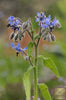 Get Your Borago Officinalis Seeds Today - Start Growing Fresh Herbs