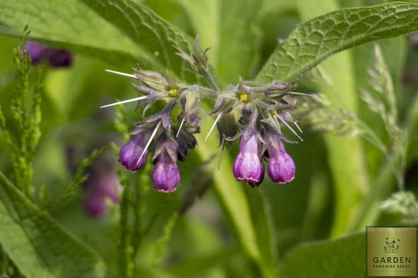 Purchase Premium Comfrey Seeds for a Medicinal Herb Oasis