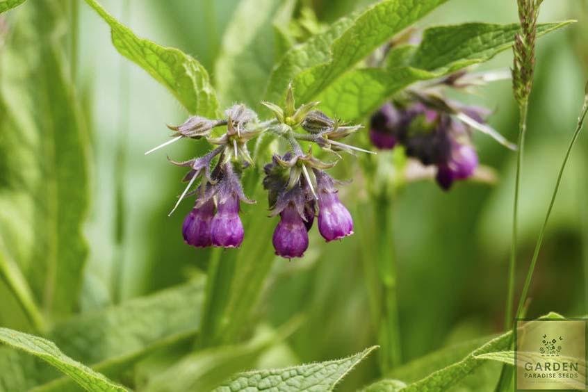 Get Your Comfrey Herb Seeds Today - Nurture Natural Remedies