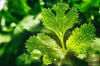Ladda in bild i Galleri Viewer, Herb Lover&#39;s Paradise: Buy Herb Coriander Seeds Online for Fragrant Harvests