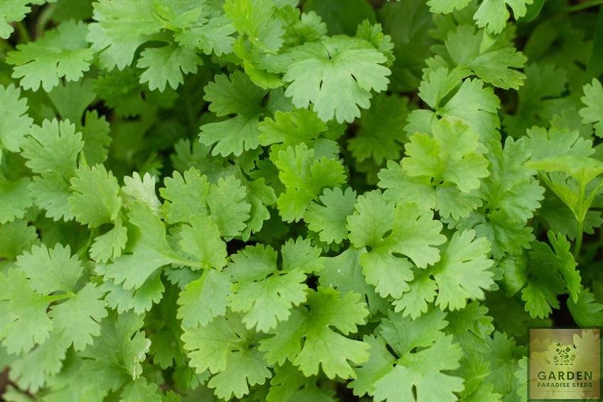 Spice Up Your Cooking: Purchase Herb Coriander Seeds for Aromatic Dishes