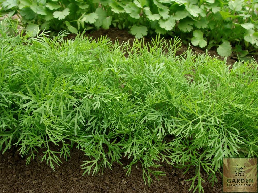 Buy High-Quality Dill Diana Seeds - Enjoy Homegrown Culinary Delights
