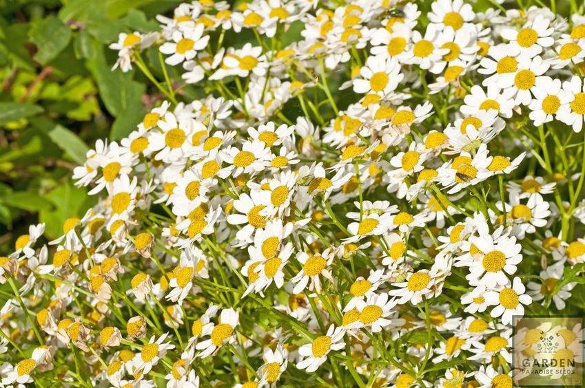 Plant Seeds Shop | Buy Herb Feverfew Seeds - Tanacetum Parthenium