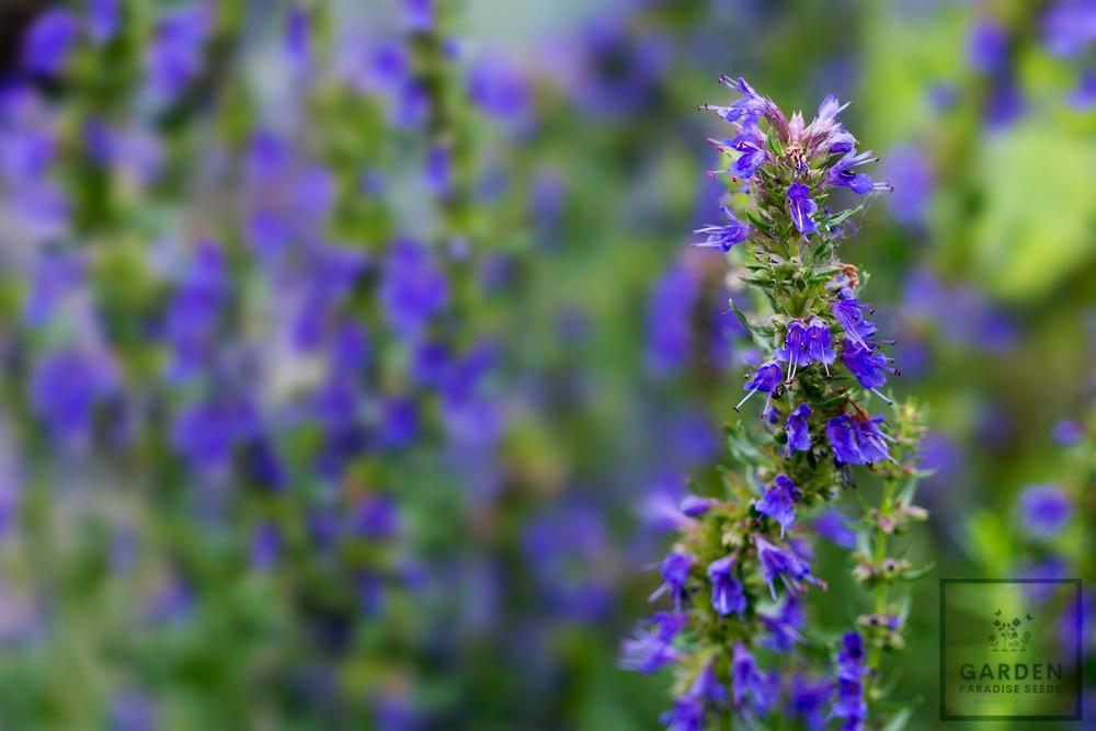 Nature's Calming Charm: Buy Hyssop Blue Seeds for Tranquil Garden Retreats