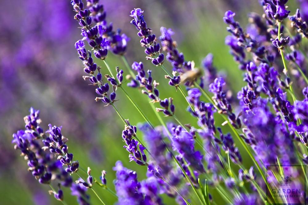 Grow Lavandula with Lavender Vera Seeds | Experience the Delicate Beauty and Soothing Fragrance