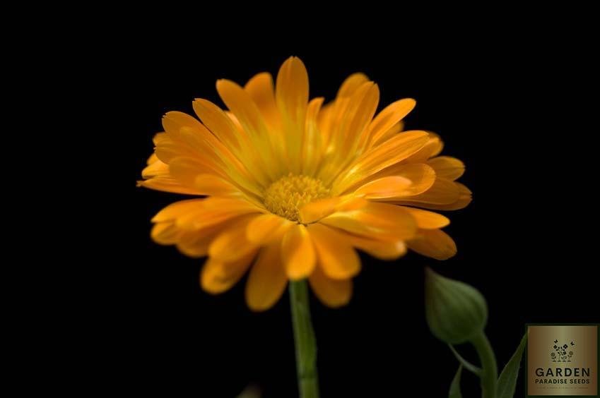 Buy Vibrant Marigold Seeds - Blossom Your Garden with Color